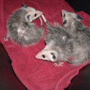 Opossums, and Squirrels, and Children – Oh My!
