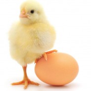 Egg Yolk Substitute