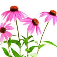 The Truth About Echinacea