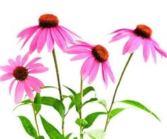 The Truth About Echinacea