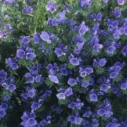 Healthy Omega-3 from Echium Seed Oil