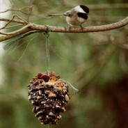 Pinecone Bird Feeder