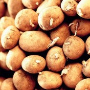 Sprouted Potatoes – Are They Edible?