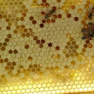 Beeswax – Is It Vegan?