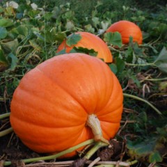 Pumpkin – The Wonder Veggie